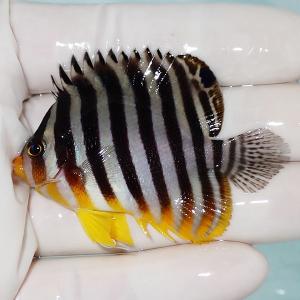 【現物58】sale シマヤッコ 5.5cm±! 海水魚 生体 15時までのご注文で当日発送(t111(t207｜aquagift