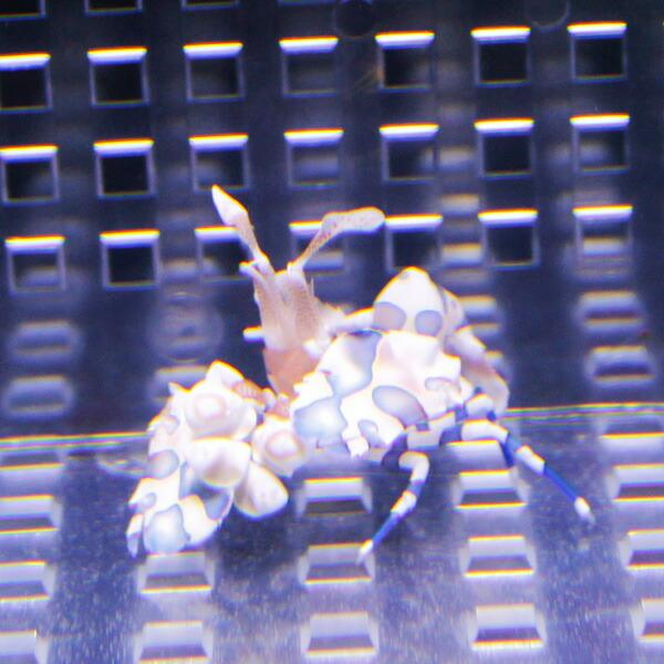 sale フリソデエビ 【2匹】  海水魚 エビ!【15時までのご注文で当日発送】(t129