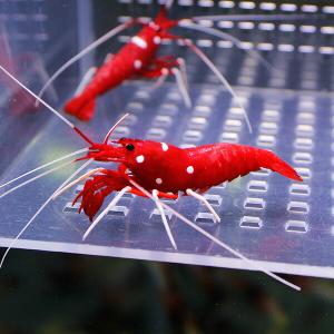 ホワイトソックス Sサイズ 海水魚 エビ(A-0465) 海水魚