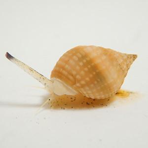 アツムシロガイ 底砂の掃除 (A-0473) 海水魚 サンゴ 生体｜aquagift