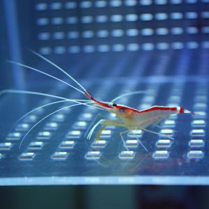 スカンクシュリンプ Sサイズ !  海水魚 エビ 餌付け (t129