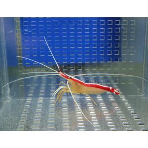 スカンクシュリンプ Mサイズ 【１匹】(A-0477) 海水魚 サンゴ 生体｜aquagift