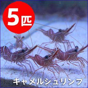 キャメルシュリンプ 【5匹】 3-5cm±(A-0486) 海水魚 サンゴ 生体