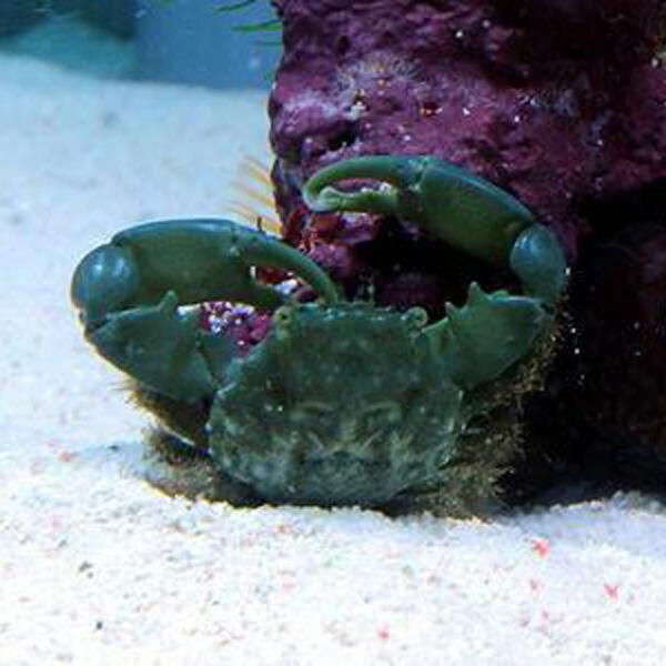 エメラルドグリーンクラブ【5匹】 コケ取りに! 海水魚 カニ 【15時までのご注文で当日発送】(t1...