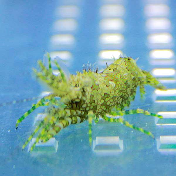 フシウデサンゴモエビ 【コケ取り】!  海水魚 エビ 【15時までのご注文で当日発送】(t129