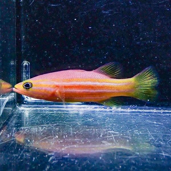 【現物】アフリカンリーフバスレット  6cm±! 海水魚  15時までのご注文で当日発送(t120(...