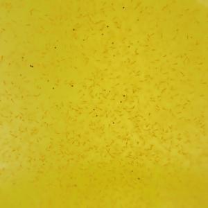 活ブラインシュリンプ500ml【微生物/餌/水槽/】の詳細画像1