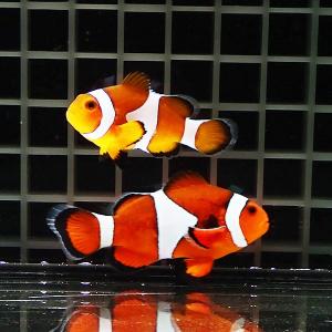 【現物2】カクレクマノミbig 6.5cm± ! wild 海水魚 カクレクマノミ(t111(t207｜aquagift