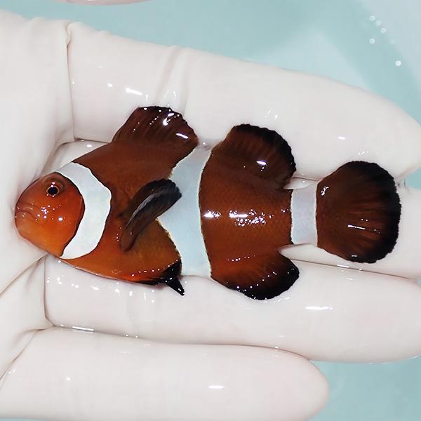 【現物1】カクレクマノミ ワイルドペア ♂4.5cm ♀6.5cm± ! wild 海水魚 カクレク...