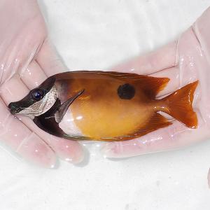 サザナミハギbig 11.5cm±(A-1745) 海水魚 サンゴ 生体