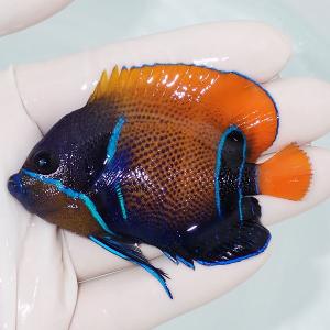 最終値下げ 現物1 イナズマヤッコ 9 5cm 海水魚 ヤッコ 15時までのご注文で当日発送 ヤッコ A 1746 アクアギフト 通販 Yahoo ショッピング Valleyforgeaudubon Org