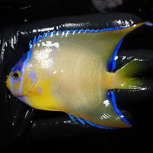 【現物18】クイーンエンゼル 8.5cm± (A-1792) 海水魚 サンゴ 生体｜aquagift