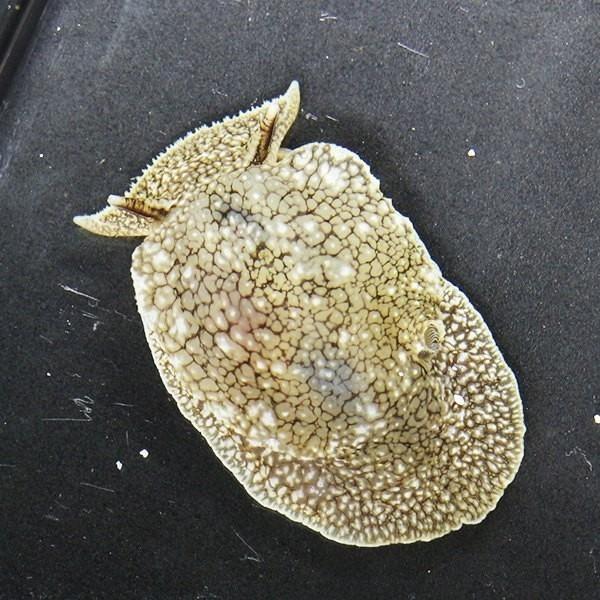 ウミフクロウ 3匹セット 冷水で送ります カーリー等の除去 寄生虫対策 ! 【15時までのご注文で当...