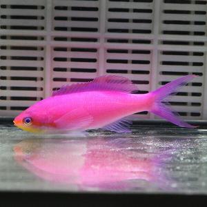 ★パープルクィーンアンティアス 1匹 5-7cm! 海水魚 ハナダイ  15時までのご注文で当日発送(t118