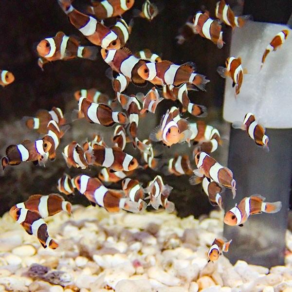 ブリード ブラックオセラリス 【3匹セット】 2-3cm±      黒色等の色指定不可! 海水魚 ...