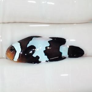 【現物5】ブラックスノーフレークオセラリス 3.5cm±! 海水魚 クマノミ 餌付け 15時までのご注文で当日発送(t115(t207｜aquagift