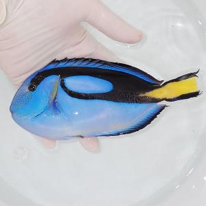 新作 海水魚 サンゴ 生体はアクアギフトにお任せ 現物 キイロハギ 粒エサok 目奇形 13cm A 1745 海水魚 サンゴ 生体 観賞魚生体 Labexco Com