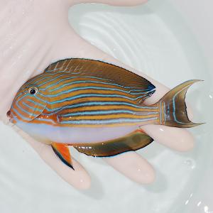 新作 海水魚 サンゴ 生体はアクアギフトにお任せ 現物 キイロハギ 粒エサok 目奇形 13cm A 1745 海水魚 サンゴ 生体 観賞魚生体 Labexco Com