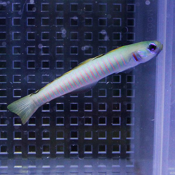 ゼブラハゼ 4-6cm±! 海水魚 ハゼ 餌付け 15時までのご注文で当日発送(t121