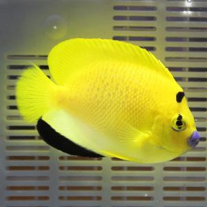 シテンヤッコ 8-10cm±!海水魚 ヤッコ ...の詳細画像1