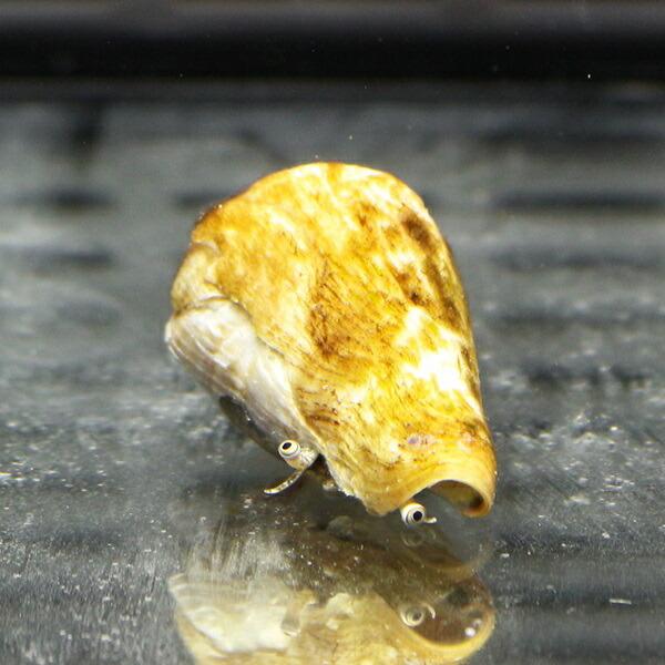 マガキガイ 5-7cm 5匹セット  砂のコケ対策に（注意）水なしで送ります! クリーナー 貝 【1...