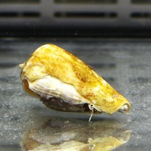 マガキガイ 5-7cm 5匹セット 砂のコケ対...の詳細画像1