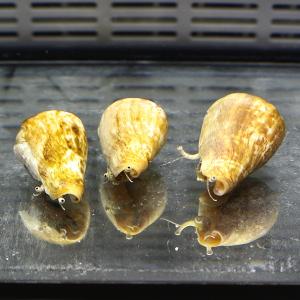 マガキガイ 5-7cm 5匹セット 砂のコケ対...の詳細画像2
