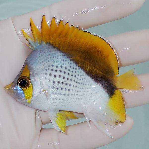 【現物2】マルケサスバタフライ 10cm±! 海水魚 チョウチョウウオ 15時までのご注文で当日発送...