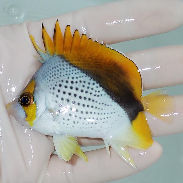 【現物3】マルケサスバタフライ 9.5cm±!  海水魚 チョウチョウウオ 15時までのご注文で当日...