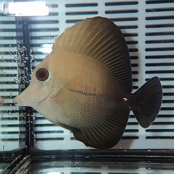 ゴマハギ 8-10cm±!海水魚 ハギ 15時までのご注文で当日発送【ハギ】(t119