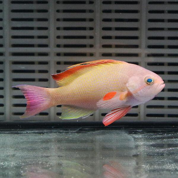 キンギョハナダイ オス 1匹 6-8cm±海水魚 ハナダイ【餌付け】15時までのご注文で当日発送(t...