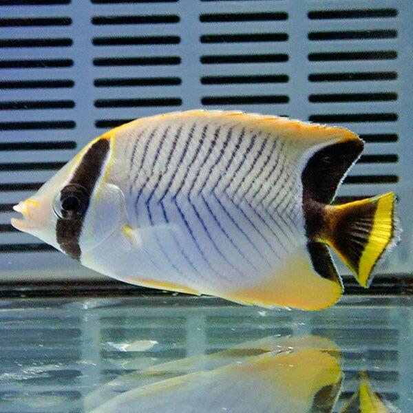 ヤリカタギ 6-8cm±!海水魚 チョウチョウウオ 15時までのご注文で当日発送(t114(t207