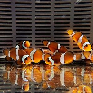 カクレクマノミブリード 3-4cm± 【1匹】 ...の商品画像