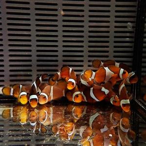 カクレクマノミブリード 3-4cm± 【1匹】...の詳細画像1