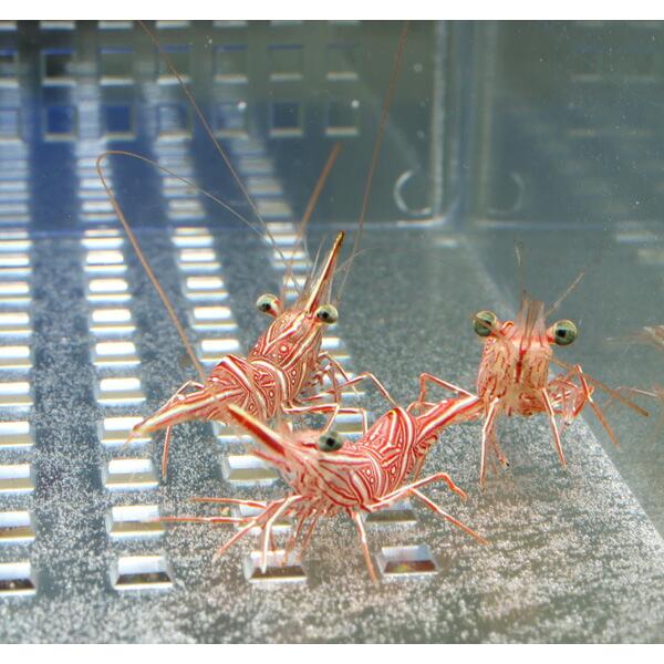 キャメルシュリンプ 【10匹】!15時までのご注文で当日発送 海水魚(t129