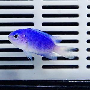 ソラスズメダイ 3-5cm±! 海水魚 スズメダ...の商品画像