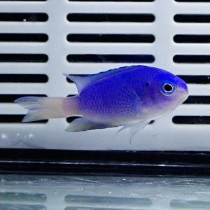 ソラスズメダイ 3-5cm±! 海水魚 スズメ...の詳細画像1