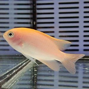 レモンスズメ 3-4cm(A-2542) 海水魚 サンゴ 生体｜aquagift