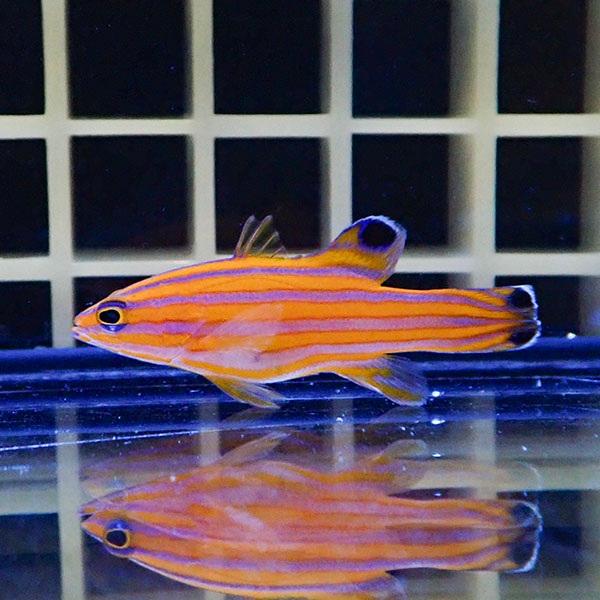 【現物2】キャンディーバスレット 4cm± カリブ産!海水魚 生体 15時までのご注文で当日発送(t...
