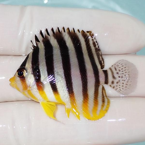 【現物34】シマヤッコ 4.8cm±! 海水魚 生体 15時までのご注文で当日発送(t111(t20...