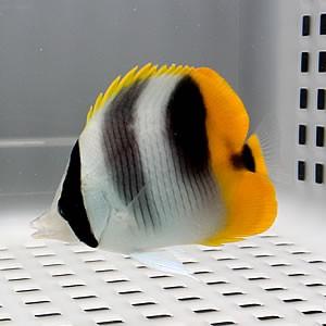 スダレチョウ 4-6cm±(A-2626) 海水魚 サンゴ 生体
