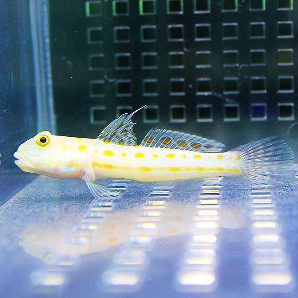 オトメハゼ3匹セット!  海水魚 ハゼ 15時までのご注文で当日発送(t121