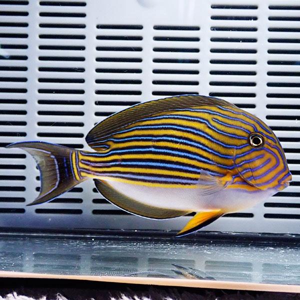 ニジハギ big 10-12cm±! ハギ 海水魚 15時までのご注文で当日発送(t119