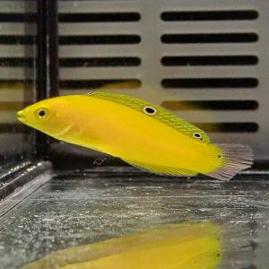 コガネキュウセン (A-2651) 海水魚 サンゴ 生体