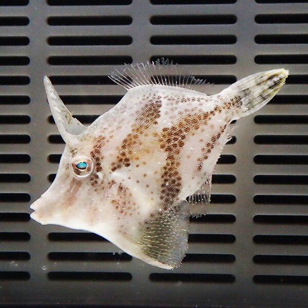 モロコシハギ 4-6cm±カーリー対策(模様が変わります) !海水魚 生体 ハギ 15時までのご注文...