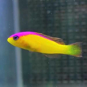 現物】ウズマキ 10cm± ! 海水魚 ヤッコ 15時までのご注文で当日発送 