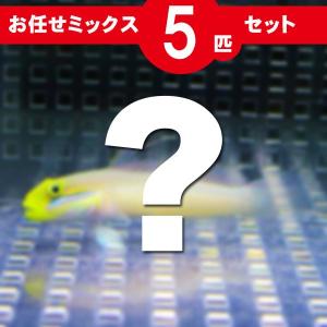 ハゼ MIX 5匹セット(A-2706) 海水魚 サンゴ 生体｜aquagift