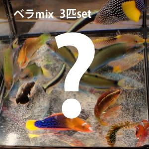 激安 ベラ MIX 3匹set(A-2707) 海水魚 サンゴ 生体｜aquagift