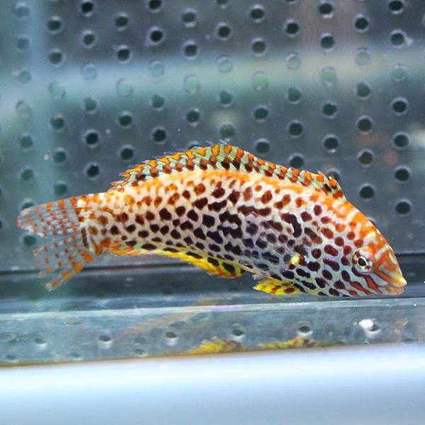 ノドグロベラ 4-6cm±(A-2717) 海水魚 サンゴ 生体