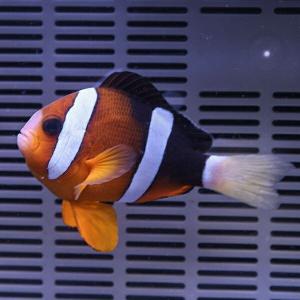 クマノミ　大きめ 5-7cm±(A-2954) 海水魚 サンゴ 生体｜aquagift